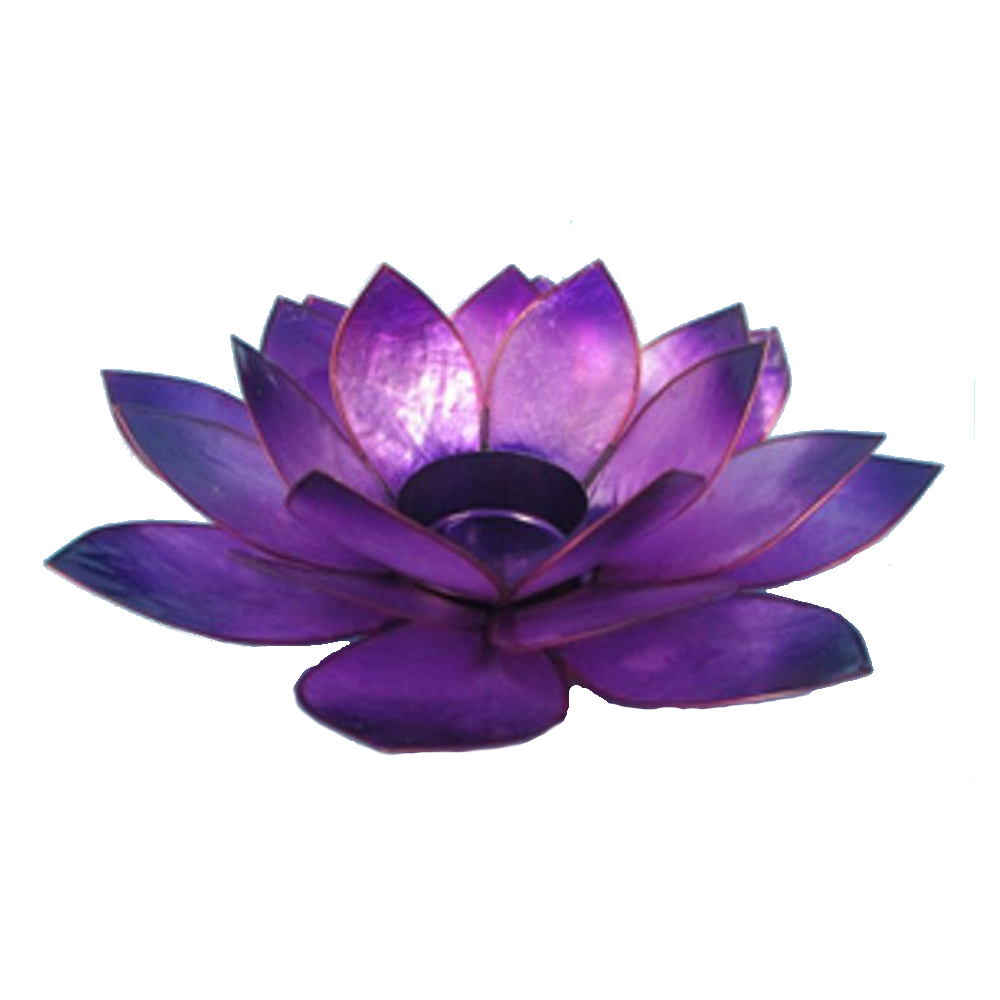 Bild von Lotus-Licht Sommersonne violett